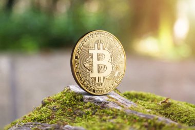 Bitcoin ağaçta, yosunlu açık havada yeşil arka planda.