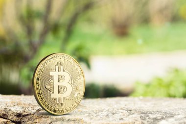 Bitcoin ağaçta, yosunlu açık havada yeşil arka planda.
