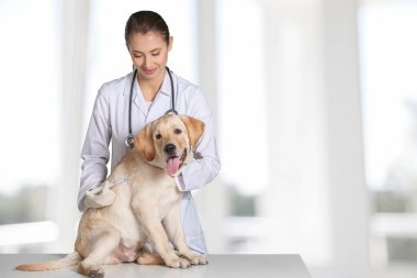 Veteriner veteriner veteriner kliniğinde köpeği kontrol ediyor..