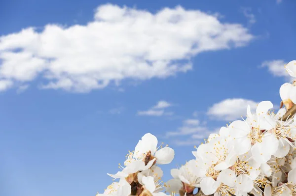 Flores Hermosas Frescas Sobre Fondo Claro — Foto de Stock