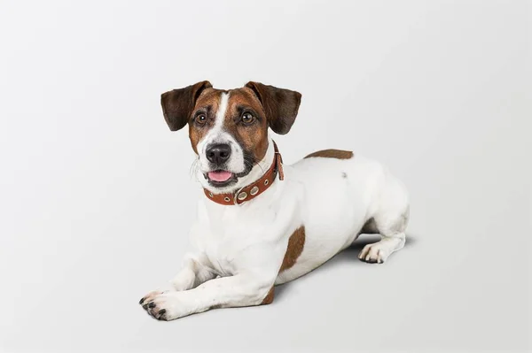 Lindo Perrito Cachorro Sentado Suelo Con Lengua Pegada —  Fotos de Stock