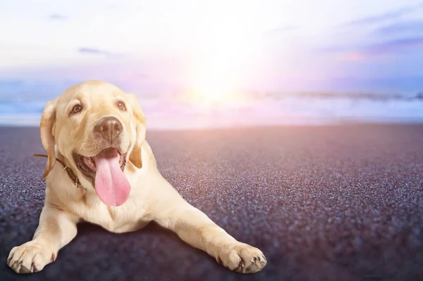 Cute Młody Pies Siedzi Plaży Piasku — Zdjęcie stockowe