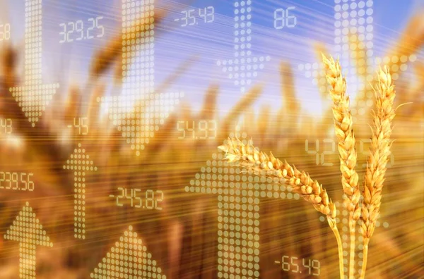 Diagram Rising Food Prices Increase Price Wheat Seedson Exchange Quotes — Stock Photo, Image