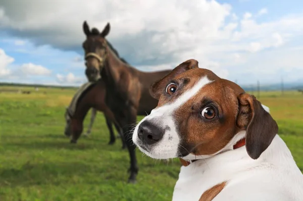 Cão Cavalo Amizade Animais Estimação Fundo Natureza — Fotografia de Stock