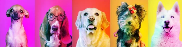 Colagem Arte Feita Cães Engraçados Raças Diferentes Fundo Multicolorido Luz — Fotografia de Stock