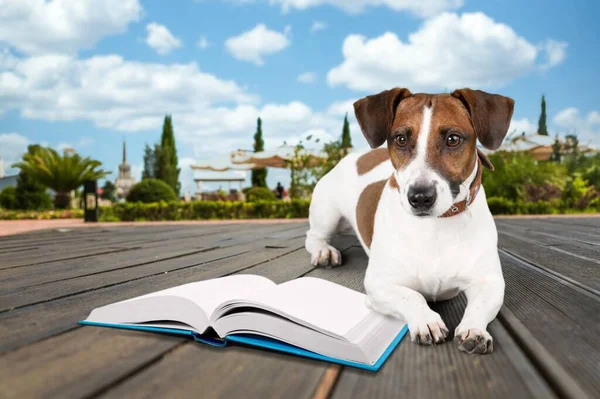 Den Söta Hunden Ligger Med Öppen Bok — Stockfoto