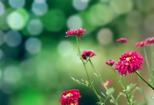 Φρέσκο Όμορφο Ανθισμένο Λουλούδι Πράσινο Φόντο Φύλλων — Φωτογραφία Αρχείου