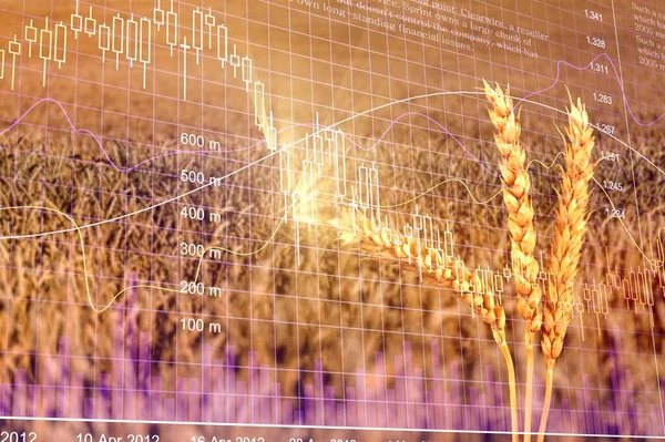 Диаграмма Роста Цен Продовольствие Увеличение Цены Пшеничные Саженцы Котировки Валют — стоковое фото
