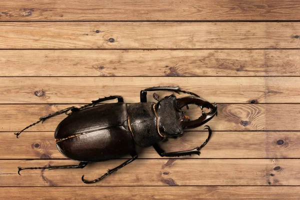 Gran Escarabajo Negro Escritorio —  Fotos de Stock