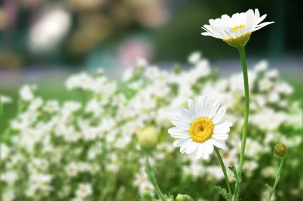 Blume Des Gartens Oder Medizinische Kamille Das Konzept Der Natürlichkeit — Stockfoto