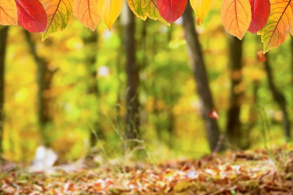 Спокойный Осенний Сезон Цветные Листья Солнечном Красивом Фоне Осени — стоковое фото