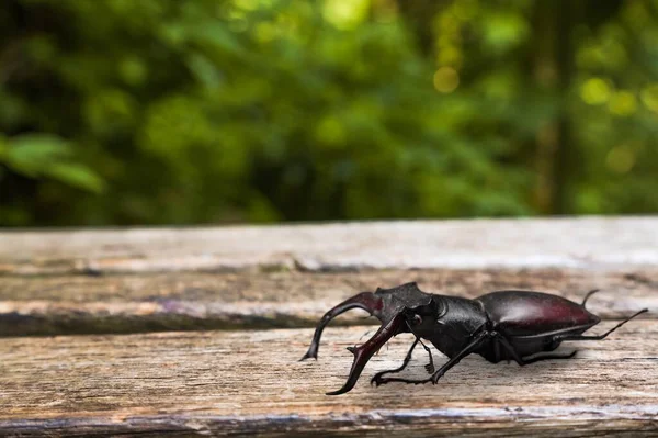 Gran Escarabajo Negro Escritorio — Foto de Stock