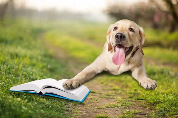 The cute dog lies with an open book