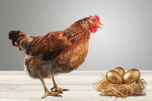 Καφέ Κοτόπουλο Κότα Συλλογή Νωπών Αυγών — Φωτογραφία Αρχείου