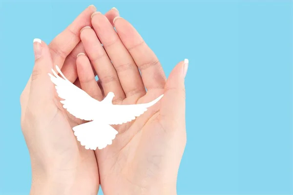 Arka Planda Beyaz Güvercin Olan Kadın Eller Uluslararası Barış Günü — Stok fotoğraf