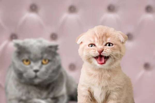 Adorável Bonito Pequeno Gatinho Dizendo Miau Grito Gato — Fotografia de Stock