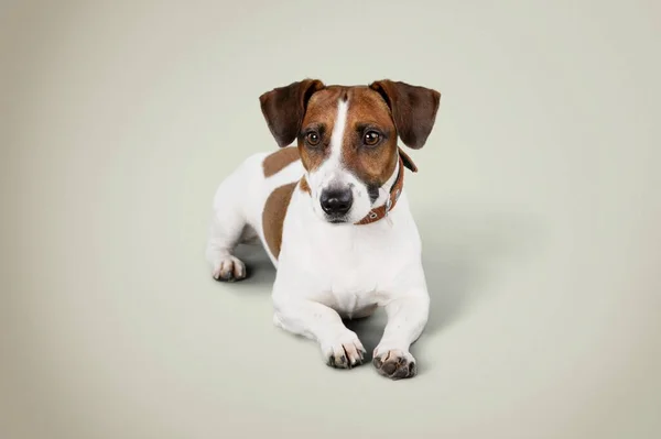 Cão Bonito Fica Chão Com Patas Para Frente Foto Leve — Fotografia de Stock