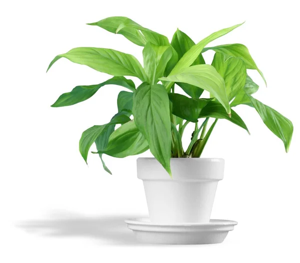 Beautiful Green Flowers White Pot — Stock Photo, Image