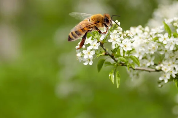 Flygande Honungsbi Som Samlar Bipollen Från Blomningen — Stockfoto