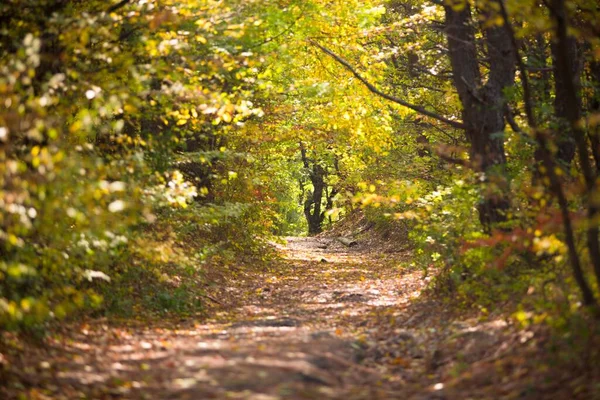Outono Árvores Florestais Paisagem — Fotografia de Stock