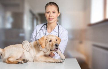Veteriner veteriner veteriner kliniğinde köpeği kontrol ediyor..