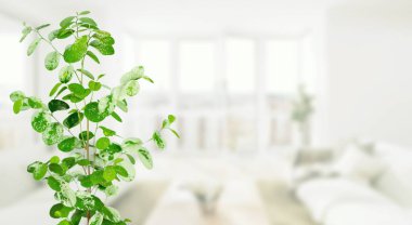 Güzel yeşil yapraklar