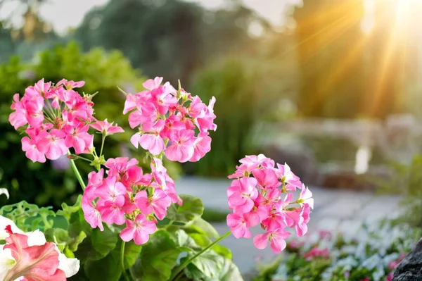 Frisk Vacker Blommande Blomma Grönt Löv Bakgrund — Stockfoto