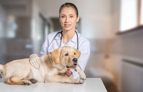 Fiatal Állatorvos Ellenőrzi Kutyát Asztalon Egy Állatorvosi Klinikán — Stock Fotó