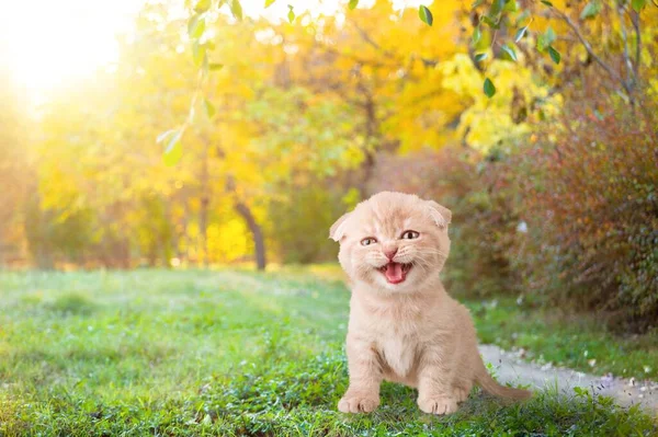 遊び心のある赤い生姜のタビー子猫屋外 — ストック写真
