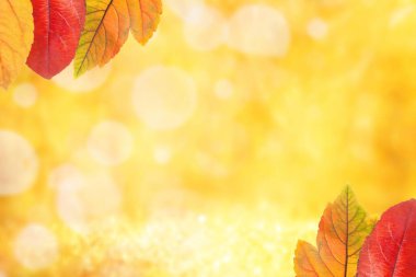 Sonbahar yaprakları arka plan, sonbahar mevsimi