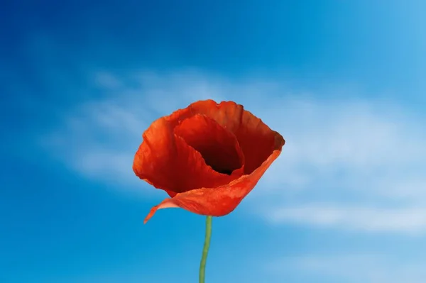 Red Poppy Flower Field — Stock Photo, Image