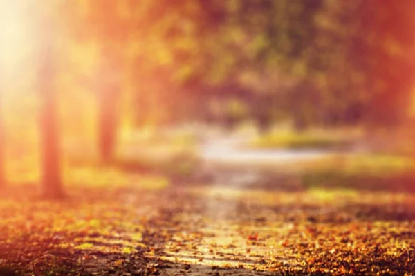 Abstrakcyjny Jesień Kolorowy Liść Przyrodzie Tłem Nastrojowe Kolory — Zdjęcie stockowe