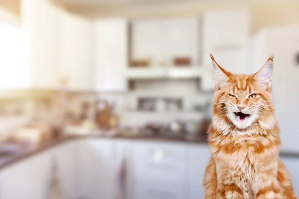 Adorable Lindo Gatito Diciendo Maullido Grito Gato — Foto de Stock