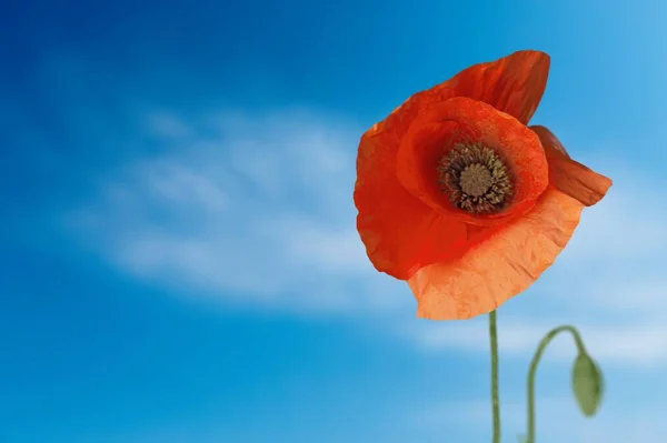 Red Poppy Flower Field — Stock Photo, Image