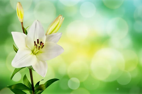 White Lily Flower Green Background — Stock Photo, Image