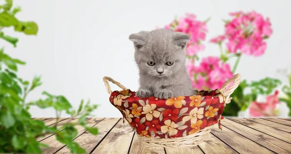 Mignon Petit Chaton Dans Panier Avec Des Fleurs Sur Fond — Photo