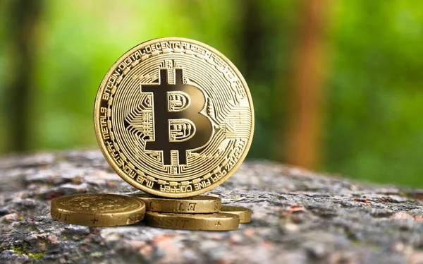 Bitcoin Albero Con Muschio All Aperto Uno Sfondo Naturale Verde — Foto Stock