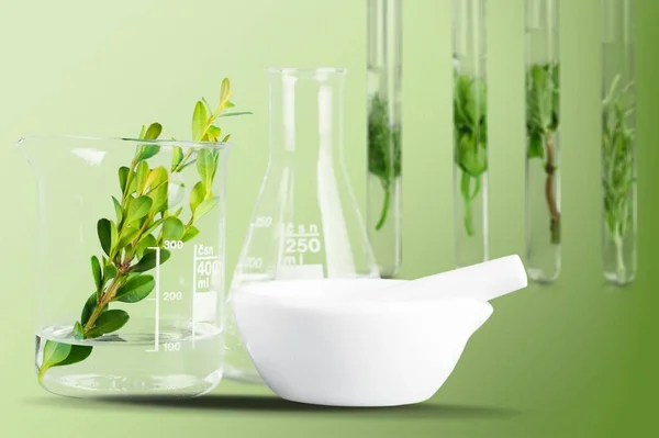 Zöld Növények Egy Üveg Üveg Fehér Háttér — Stock Fotó