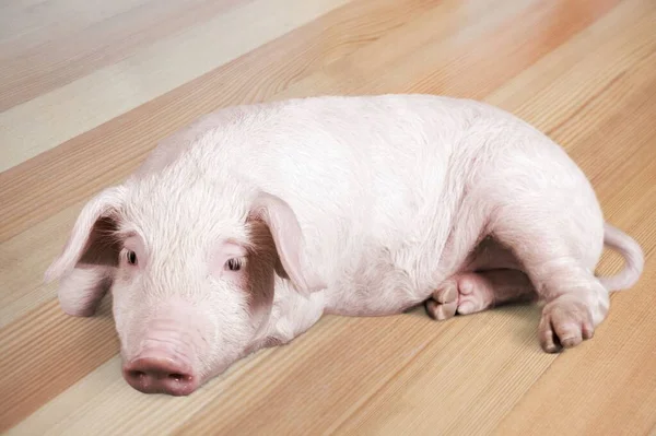 Porco Bonito Está Deitado Chão — Fotografia de Stock