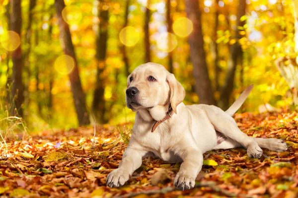 Pies Golden Retriever Jesiennym Parku — Zdjęcie stockowe