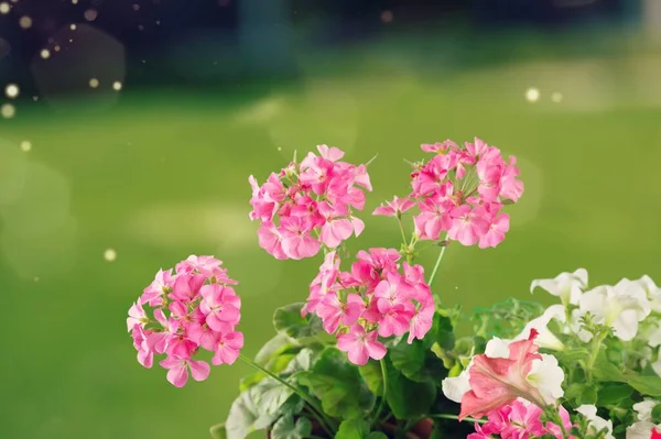 Φρέσκο Όμορφο Ανθισμένο Λουλούδι Πράσινο Φόντο Φύλλων — Φωτογραφία Αρχείου