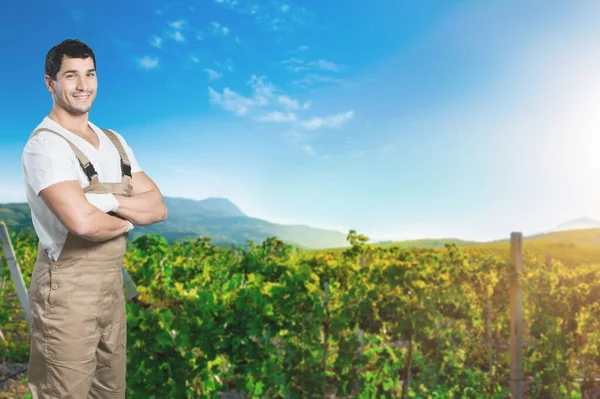 Agronomo Trova Nel Suo Campo Grano Crescita Egli Sta Esaminando — Foto Stock