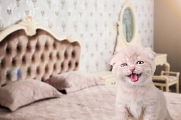 Очаровательный Маленький Котенок Говорящий Мяу Плачущий Кот — стоковое фото
