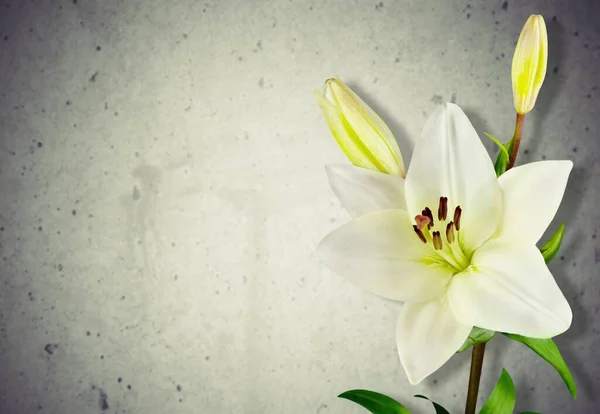 Vacker Orkidé Blommor Vit Bakgrund — Stockfoto