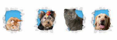 Komik kedi yavrusu ve gülümseyen köpekler, modaya uygun arka planda büyük güzel gözleri olan..