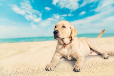 Kumsalda oturan sevimli genç köpek.