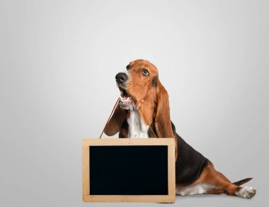 Siyah beyaz fotoğrafı olan bir köpek.