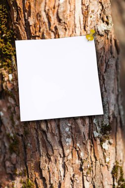 Ağaçların arka planında beyaz boş bir ağaç tabakası