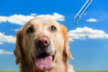 Mavi gökyüzünde bir köpek oturuyor..