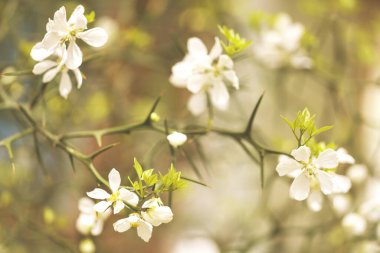 Ağaçtaki güzel bahar çiçekleri